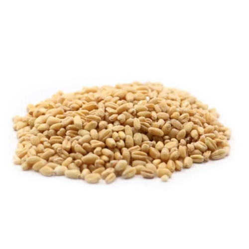 قمح سعودي ابو تفاح