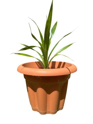 Pandan leaves