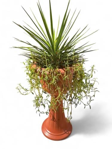 Yucca aloifolia