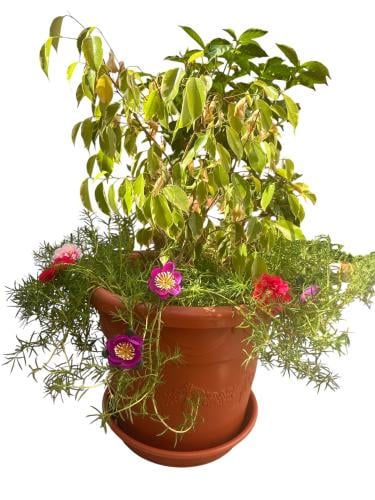 Ficus benjamina