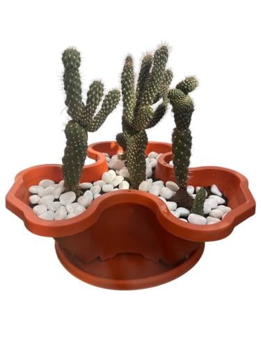 Child's finger cactus
