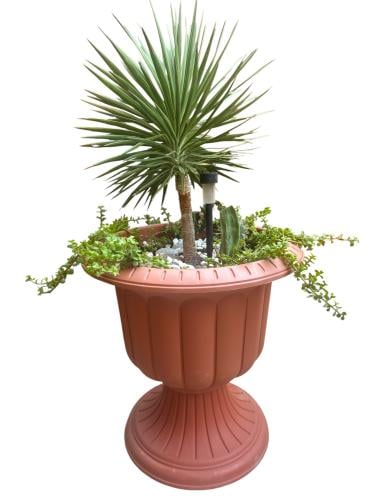 Yucca aloifolia