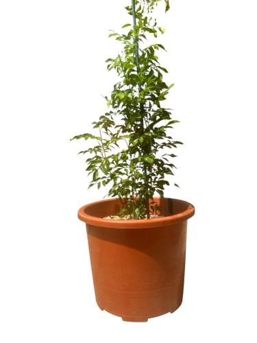 مورايا عثكولية Murraya paniculata