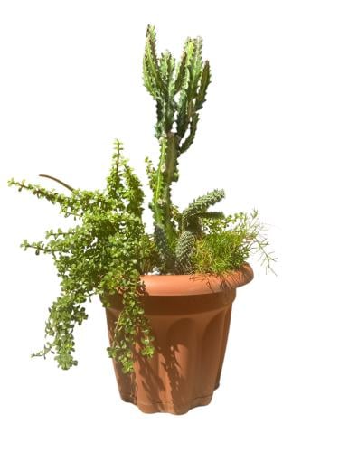 Euphorbia candle holder