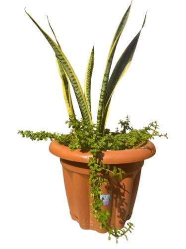 Snake plant Sansevieria trifasciata