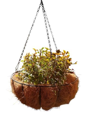 Red tea plant