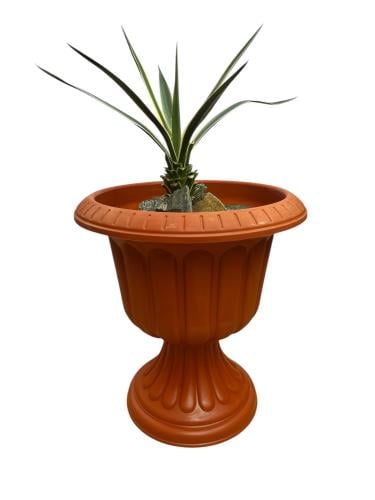 American agave variegata