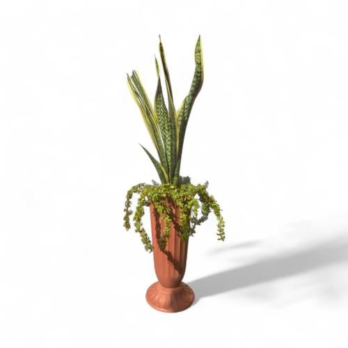 Snake plant Sansevieria trifasciata