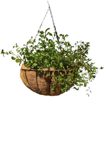 Red tea plant