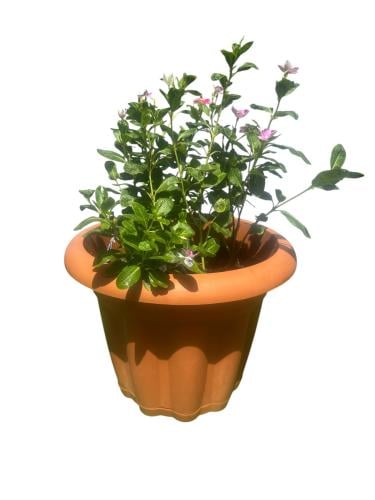 Catharanthus roses