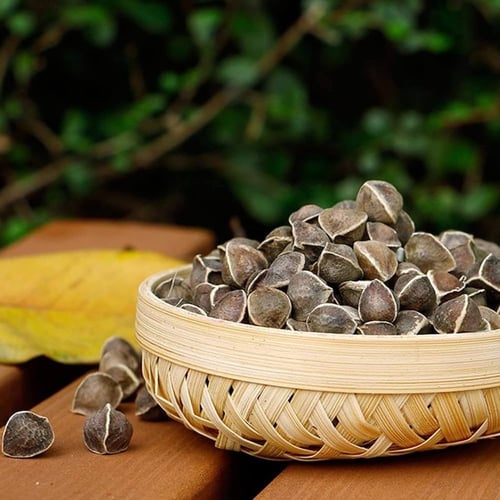 بذور المورينجا العربي