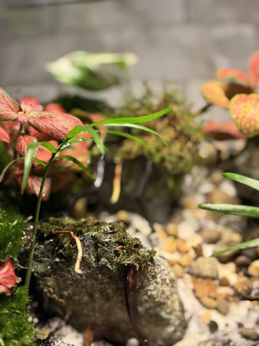 تيراريوم الغابة الإستوائية