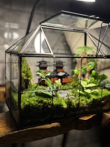 تيراريوم شيزونوي