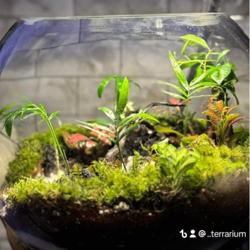 تيراريوم الغابة الإستوائية