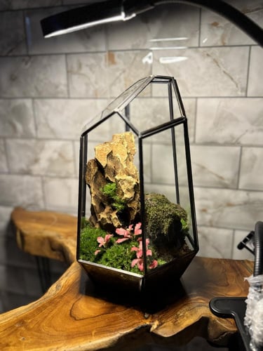 تيراريوم زاوية الحياة