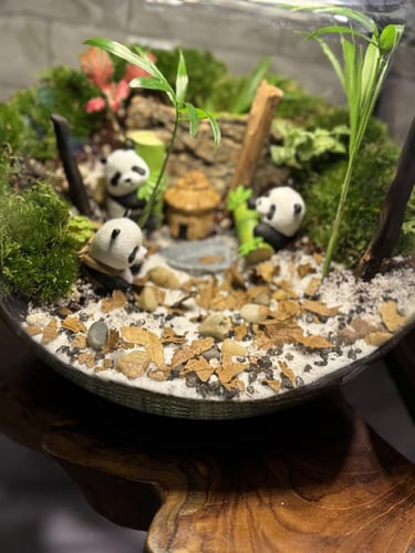 تيراريوم دب الباندا