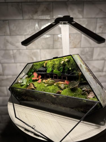 تيراريوم هندسي بتصميم خاص