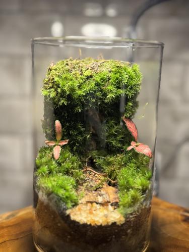 ميني تيراريوم جدار الموس