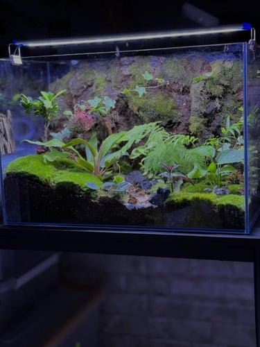 تانك تيراريوم غابات الامازون