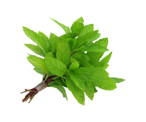 نعناع ( بالحزمة )