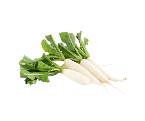 فجل أبيض ( بالحزمة )