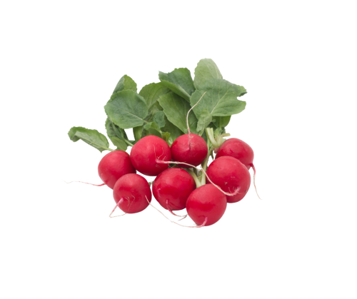 فجل أحمر ( بالحزمة )