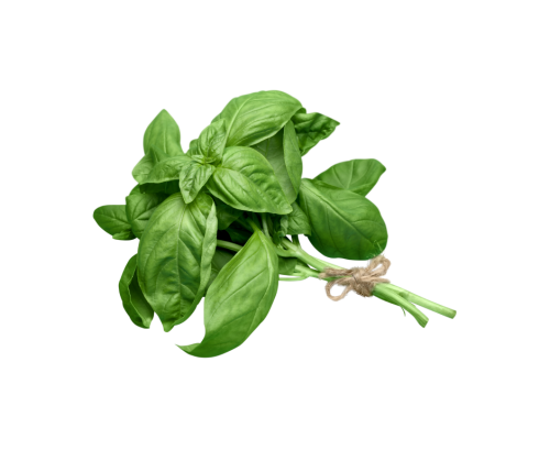 حبق ( بالحزمة )