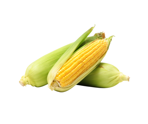 ذرة ( بالحبة )