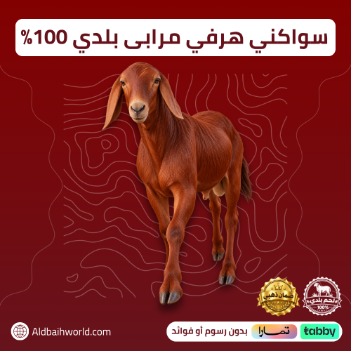 خاروف سواكني بلدي 100% - حي