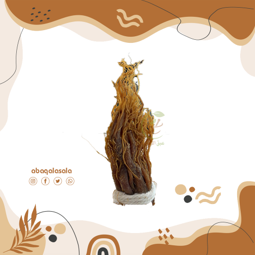 جذور الجنسنج