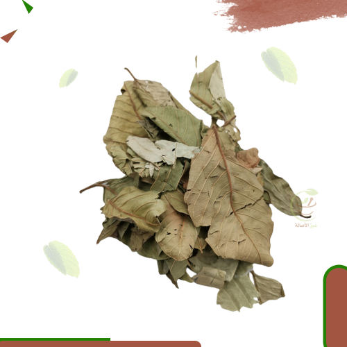 ورق الجوافة (الوقيه)