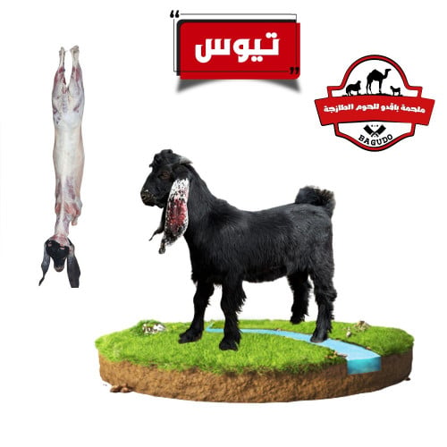 ربع ذبيحة تيس حري