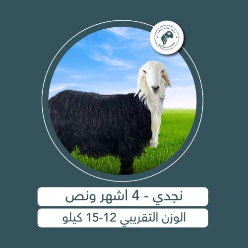 نجدي - 4 أشهُر