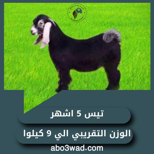 تيس - 5 أشهُر