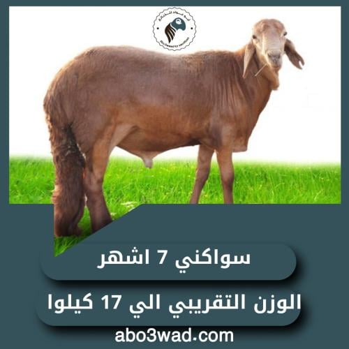 سواكني - 7 أشهُر