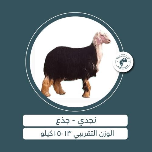 نجدي