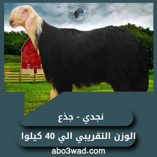 نجدي - جذع فاخر