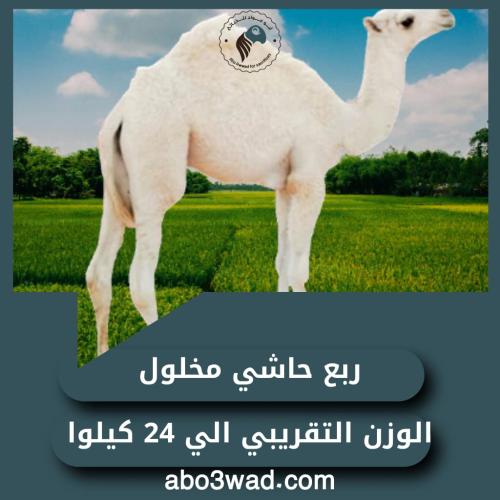 ربع حاشي مخلول