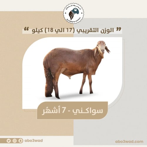 سواكني - 7 أشهُر