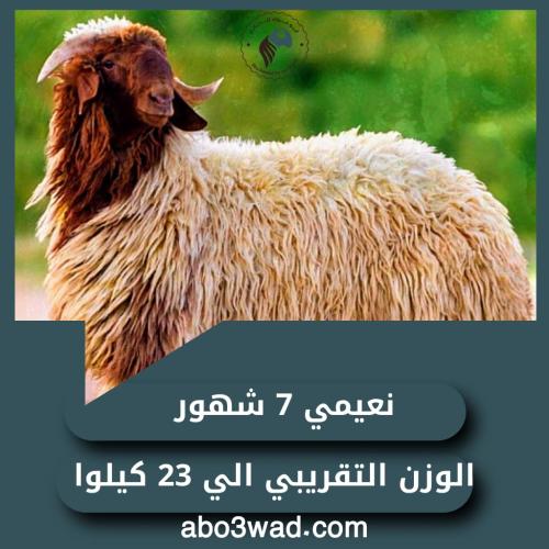 نعيمي - 7 أشهُر