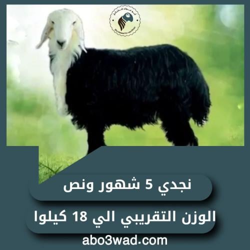 نجدي - 5 أشهُر ونص