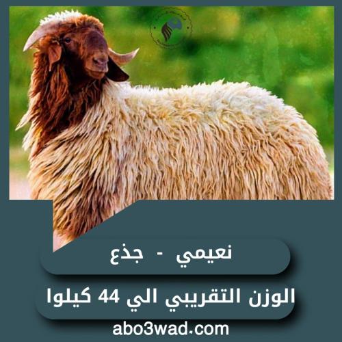 نعيمي - جذع فاخر