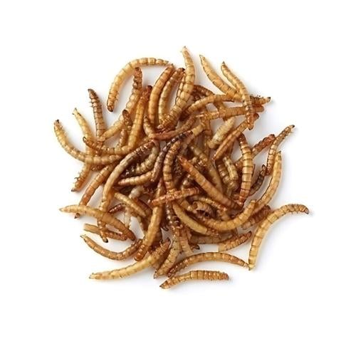 دود قبابي مجفف للطيور