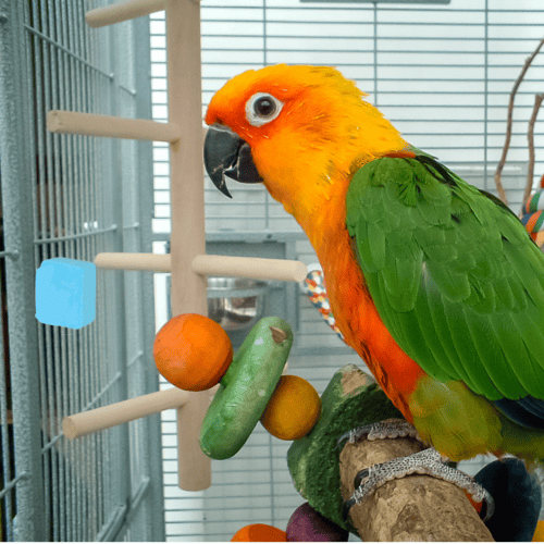 حجر الكالسيوم بنكهات طبيعيه