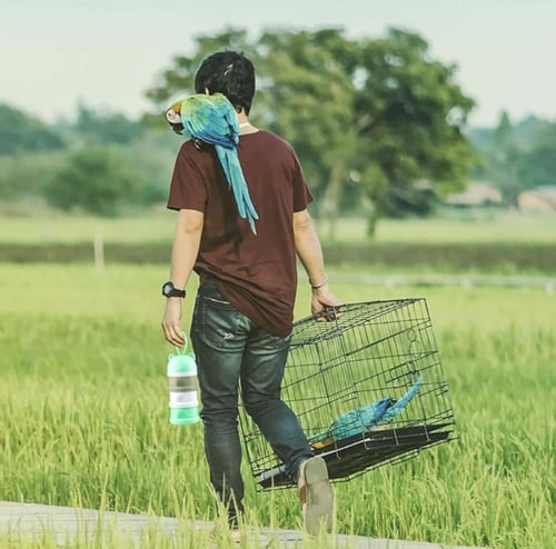 علبة محموله لتغذية الطيور