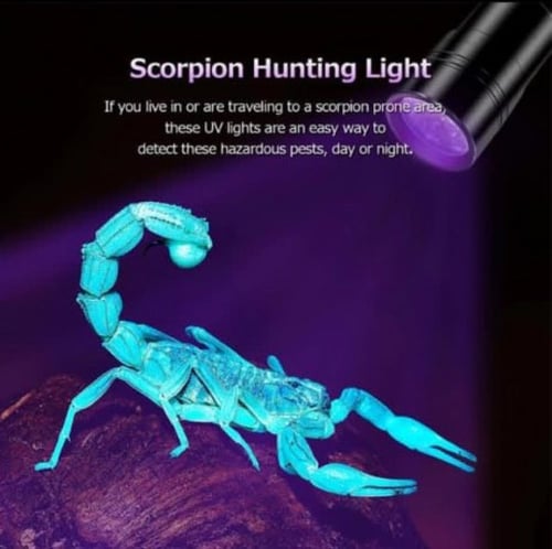 كشاف فطريات القطط و العقارب 12 LED