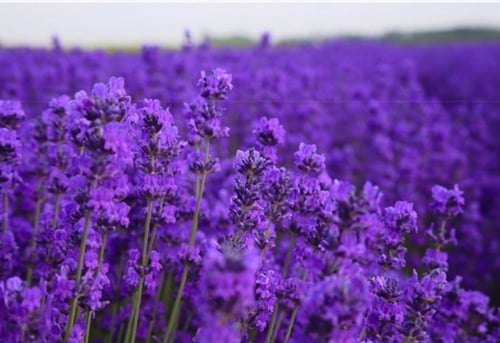 أكياس اللافندر ( الخزامى ) المجففة فئة 5A