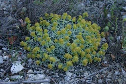 (Teucrium polium) بذور الجعد