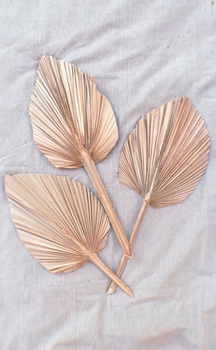 غصن نخل استوائي مجفف