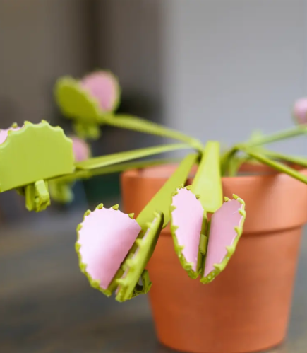 وعاء نبتة الصبار المميز